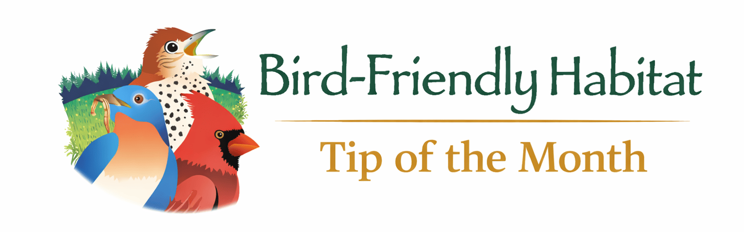 Bird-Friendly Habitat Tip of the Month