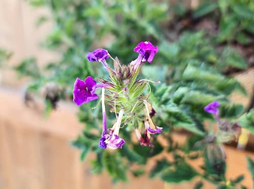 drooping purple flowers in the foreground, curled up leaves out of focus in the background.