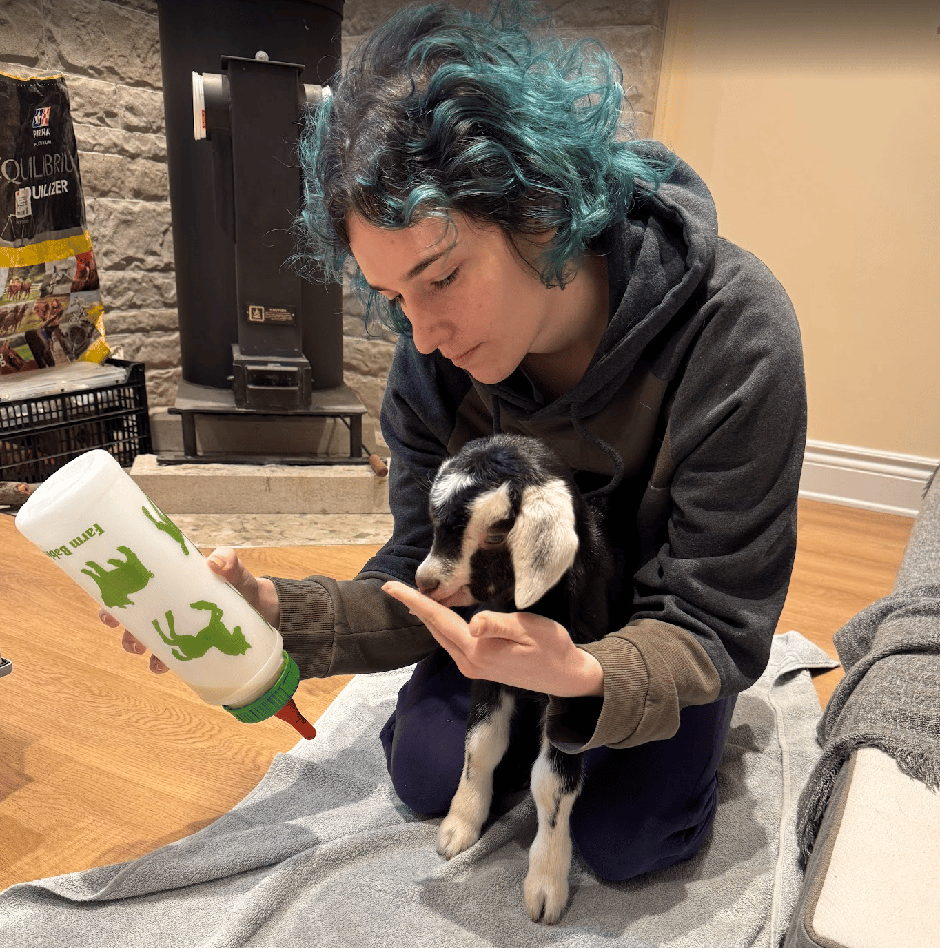 Le chevreau Obi-Wan apprend à manger