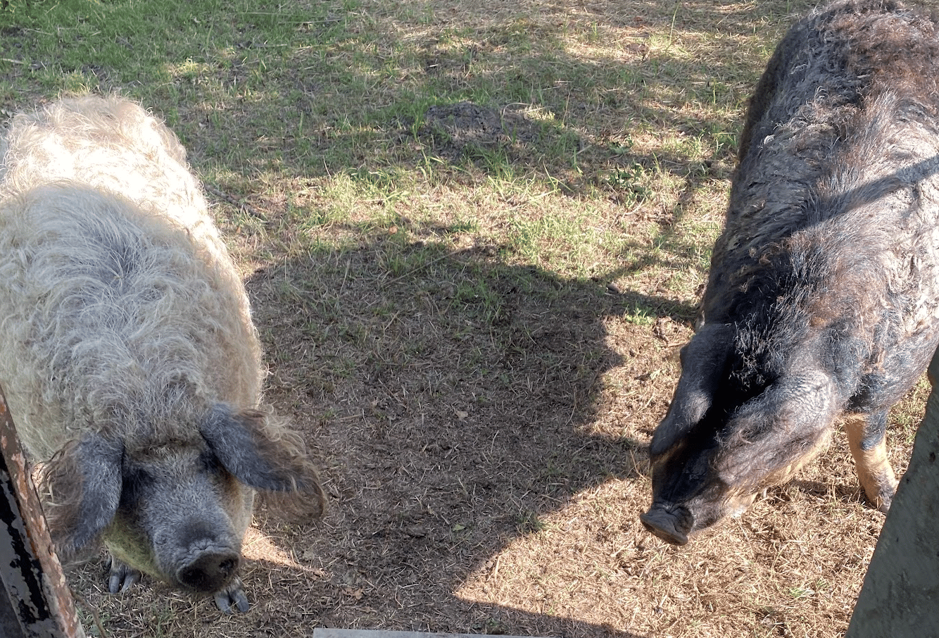 Mangalitsa pigs getting ready to board the trailer