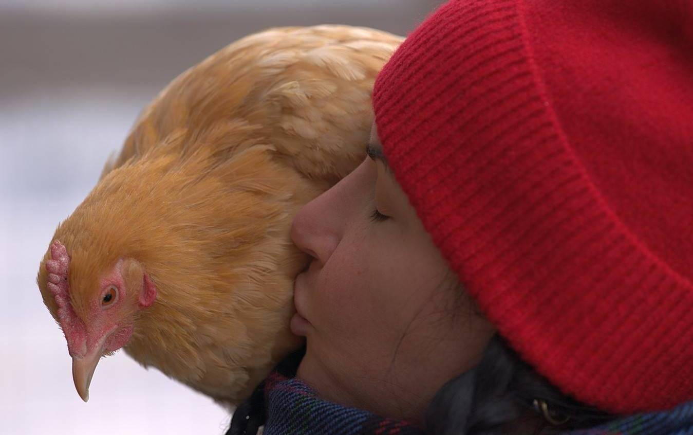 Blondie the hen sharing a moment of affection with a visitor