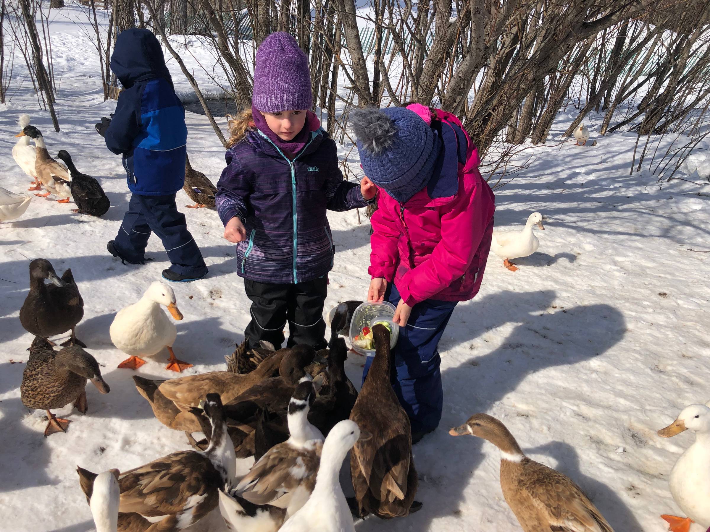 Girls feeding the ducks on snow
