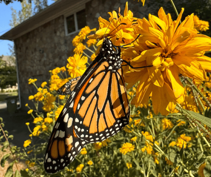 A monarch butterfly enjoying nectar on a flower