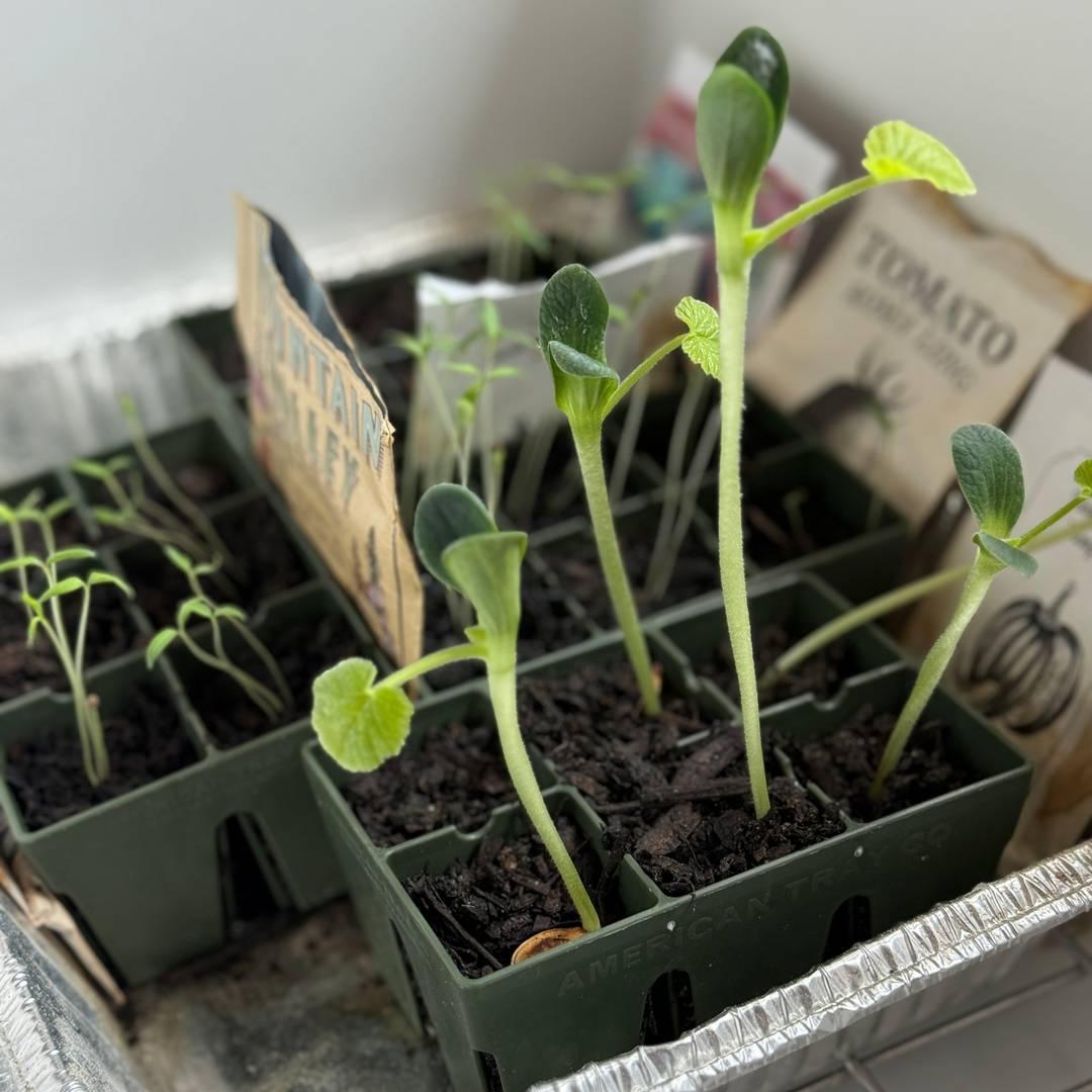 pumpkin seed starts