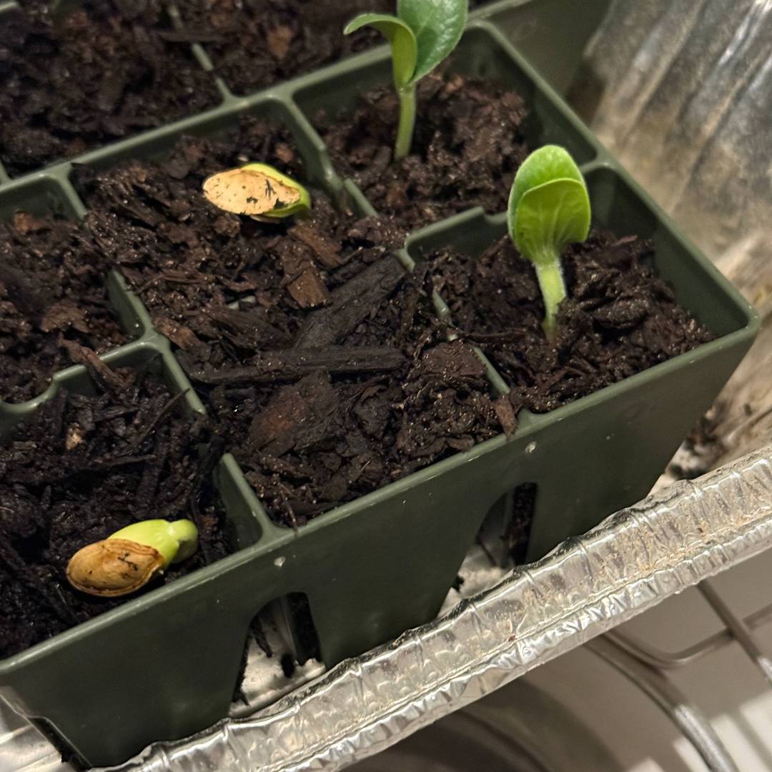 Pumpkin seed starts