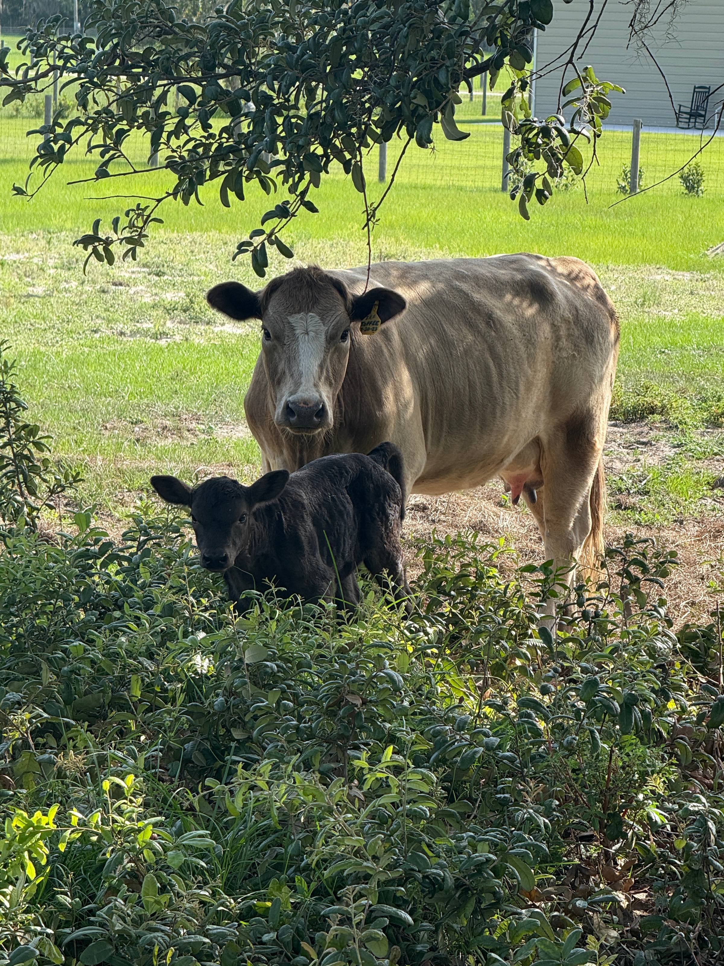Grass-Fed Beef vs. Grain-Fed Beef