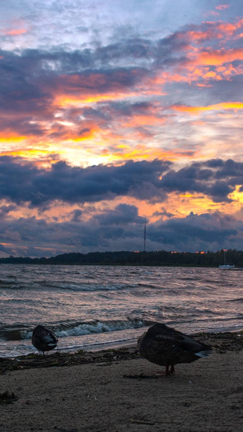 Two ducks on a sandy beach by a lake under a warm orange sky
