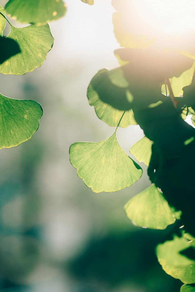 Green ginkgo leaves backlit by warm sunlight against a soft blurred background