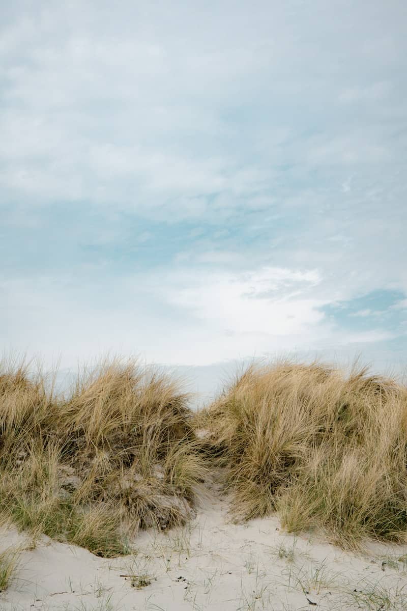 Sandy beach dunes with tall grass under a cloudy sky.