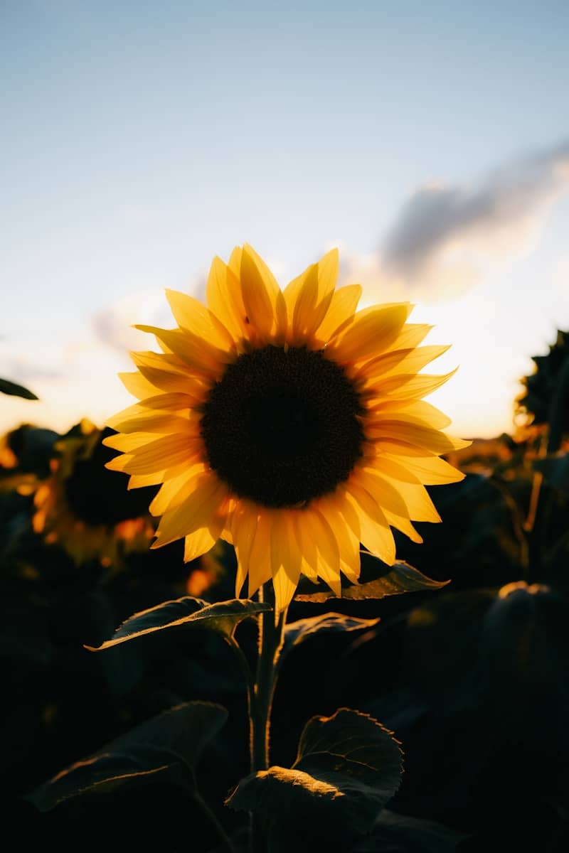A single sunflower backlit by warm golden hour light in a field