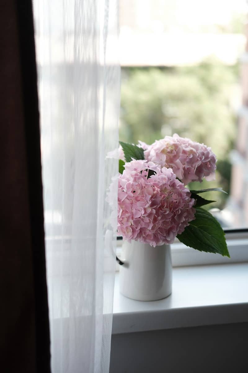 Pink hydrangeas in white vase, window sill