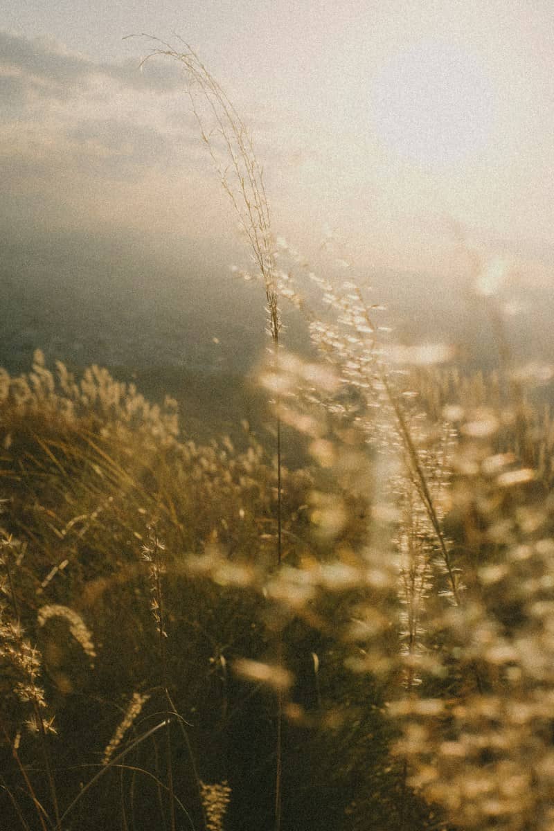 Tall grass stalks backlit by low sun in a field in Nara, Japan
