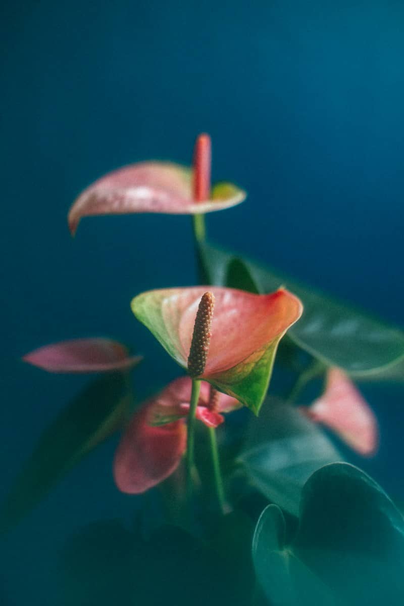 Pink anthurium flowers against a deep blue background