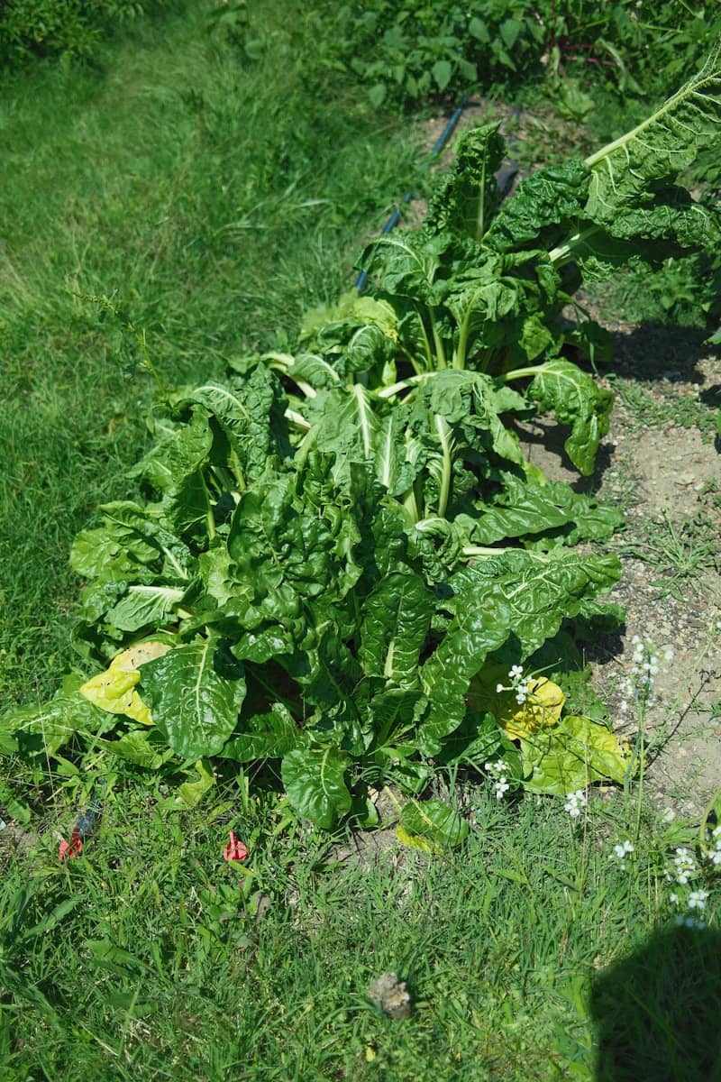 Green leafy plant with wilting leaves in a garden.