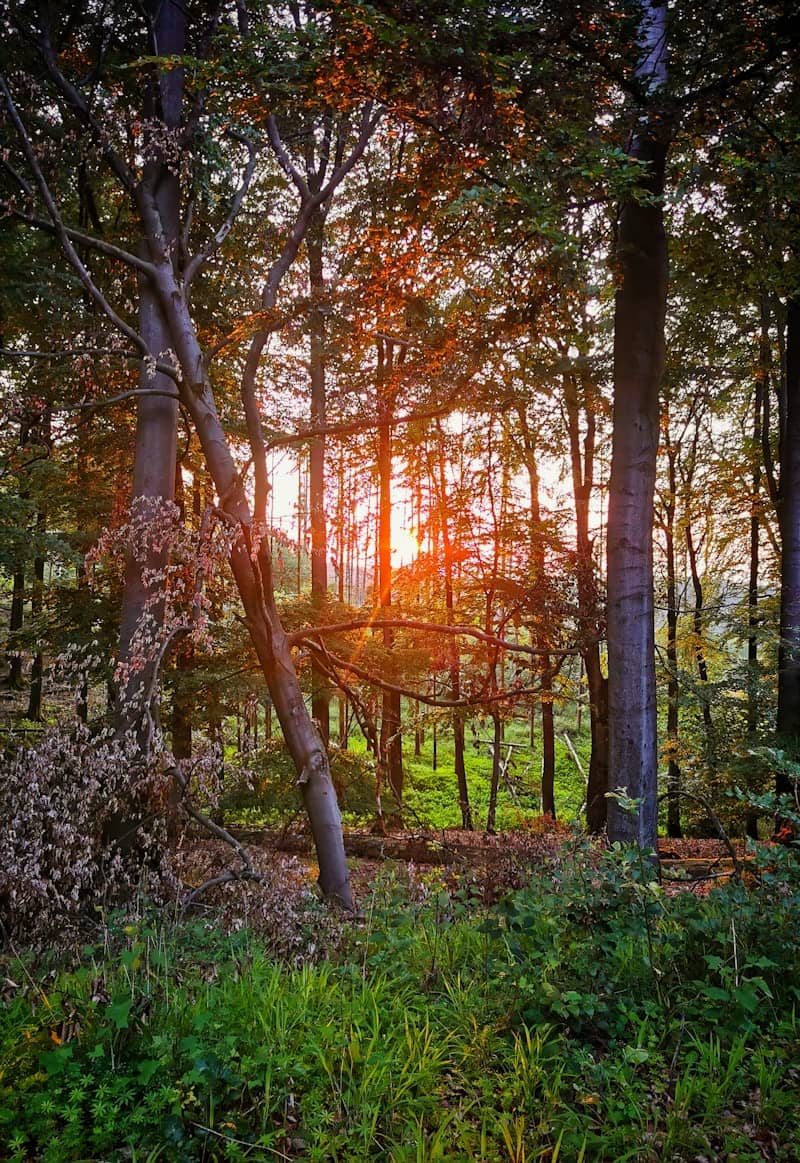 Sunset through tall trees in a vibrant forest.