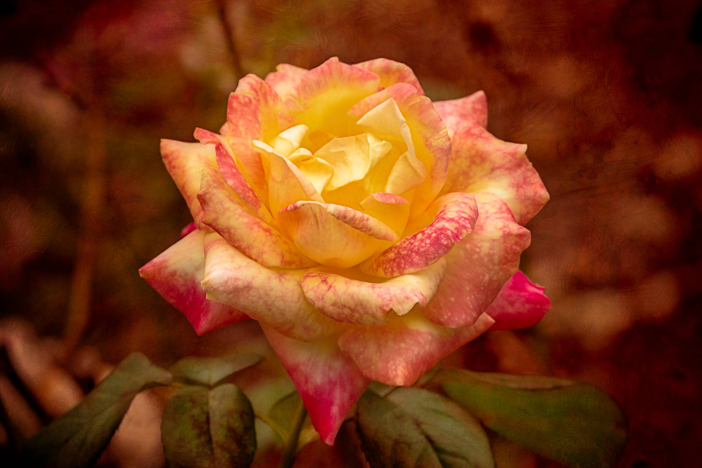 A photograph taken in the Richmond Botanical Gardens and edited with textures to create a more painterly feel.