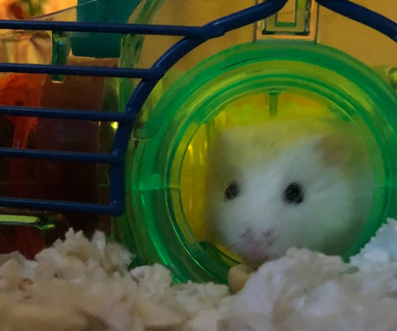 Quite possibly the best picture ever taken of Snow the Hamster