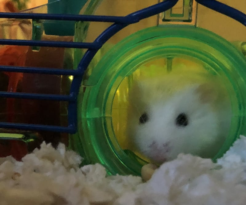 Quite possibly the best picture ever taken of Snow the Hamster