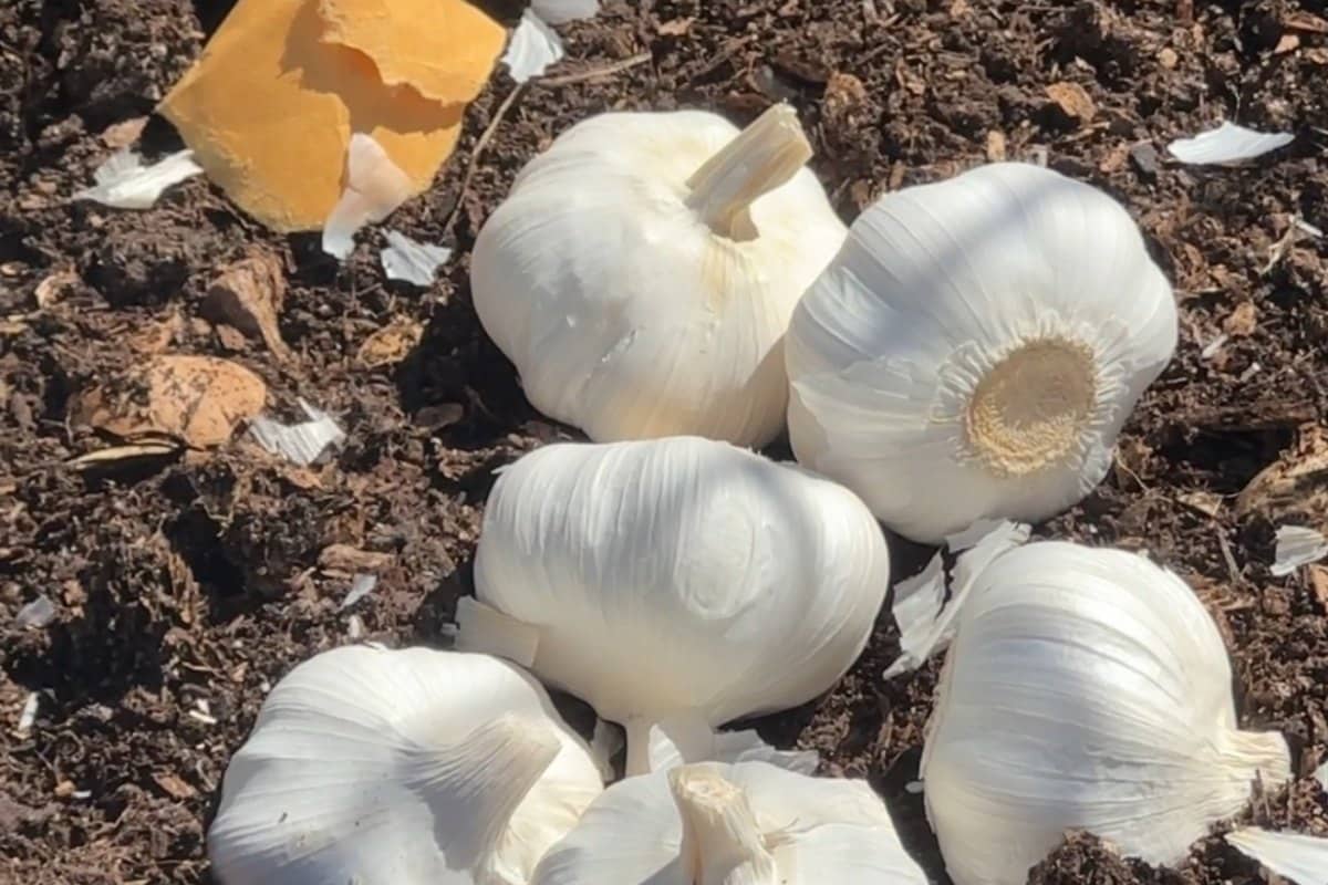 Garlic bulbs and cloves broken apart on the soil, ready for fall planting