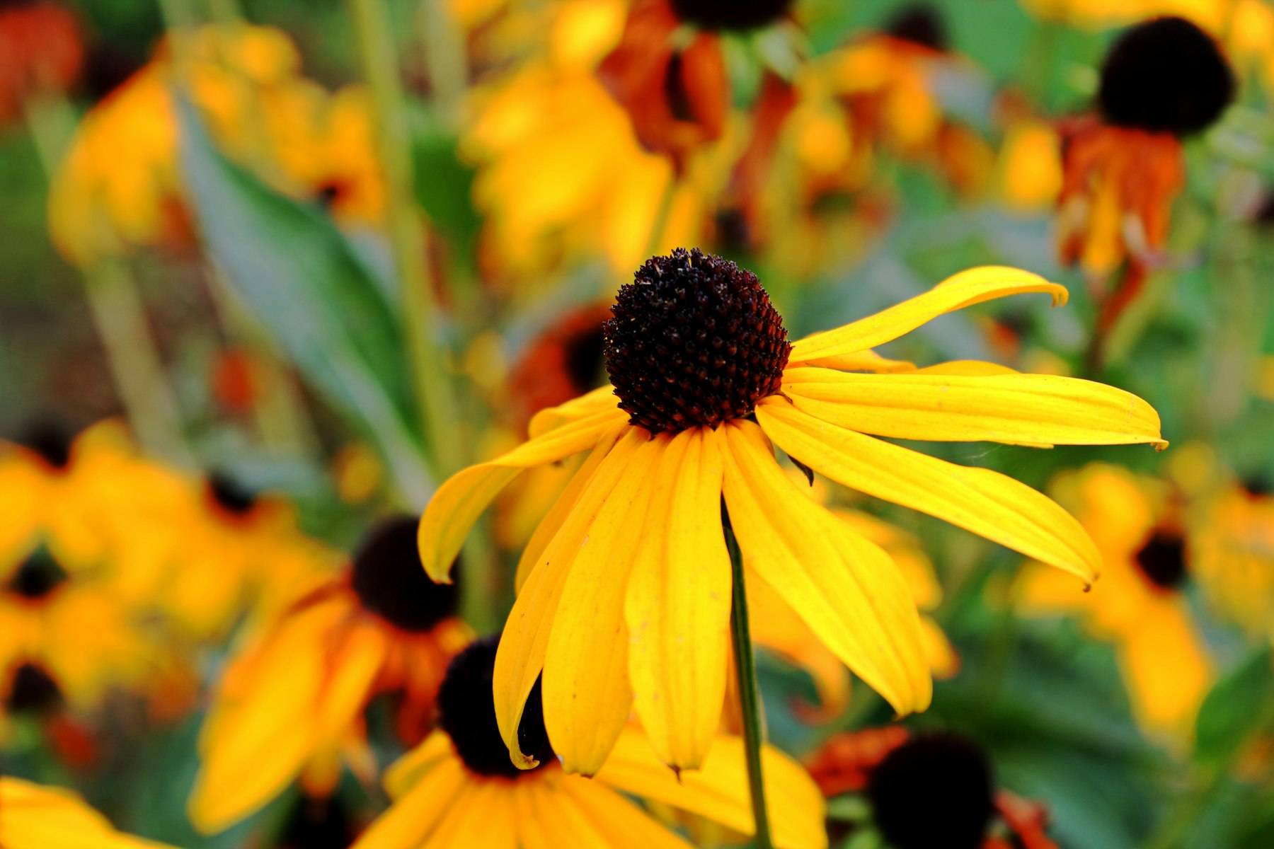 Black Eyed Susan Bloom