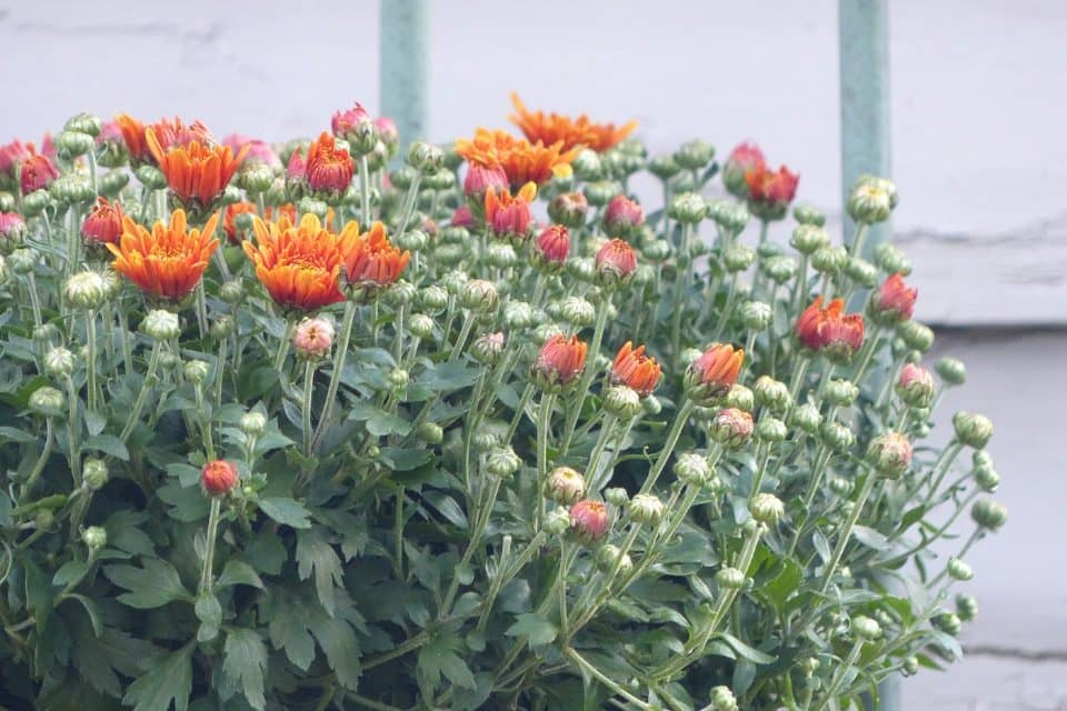 Orange fall mums in bloom