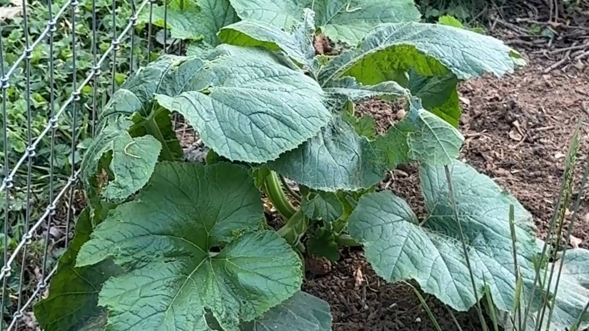 volunteer pumpkin plant planted by pigs