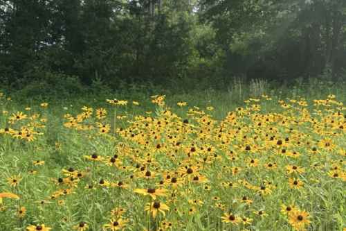 A field of Black-Eyed Susans in bloom at Sweet BombDiggity Farms