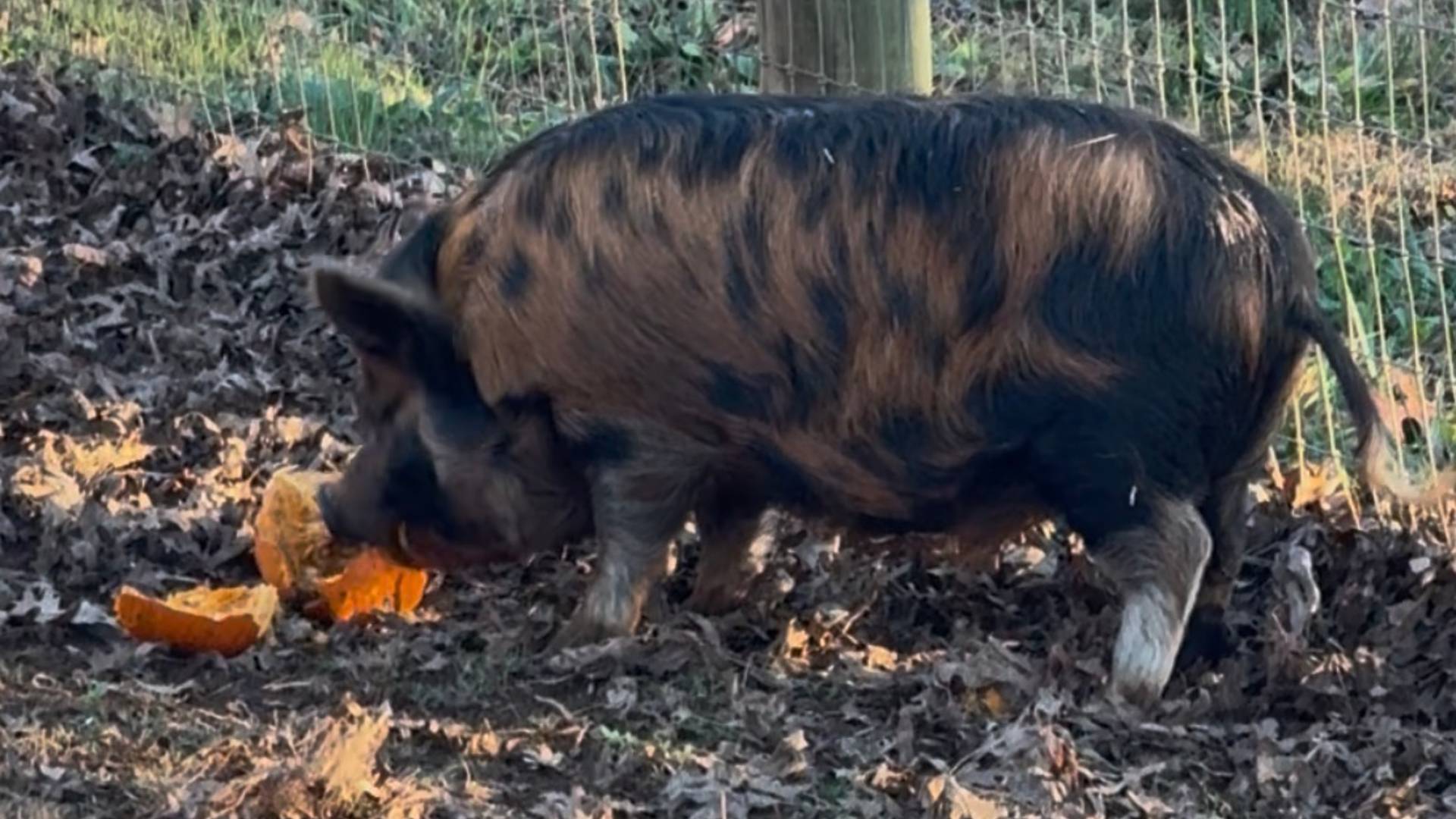 Pig eating pumpkin in the fall