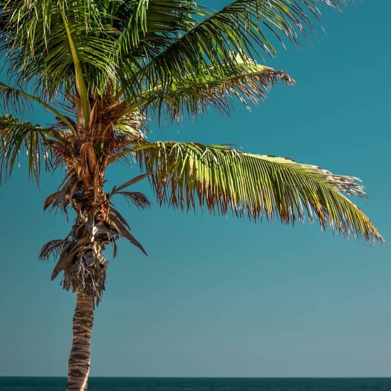 A palm tree on a beach with the ocean in the background