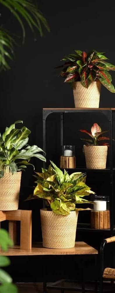 Plants in woven pots decorate a dark room.