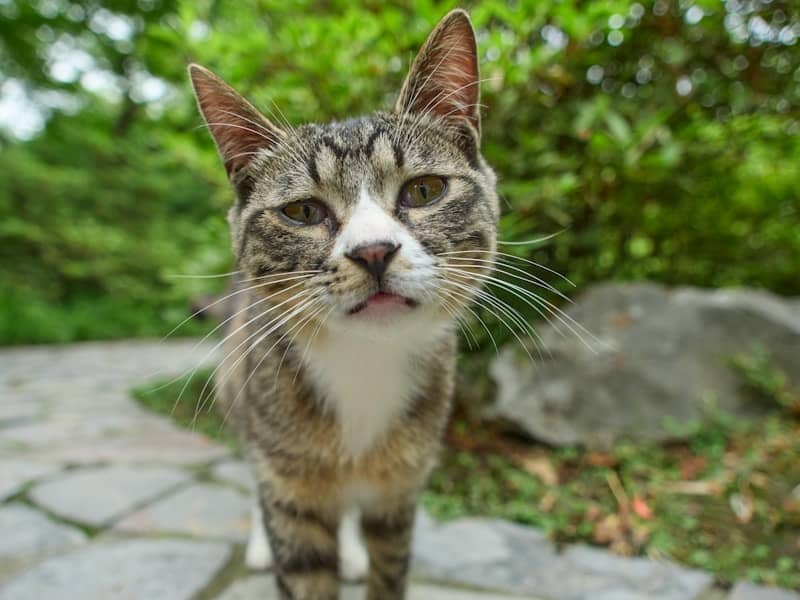 A curious tabby cat stands on a stone path.