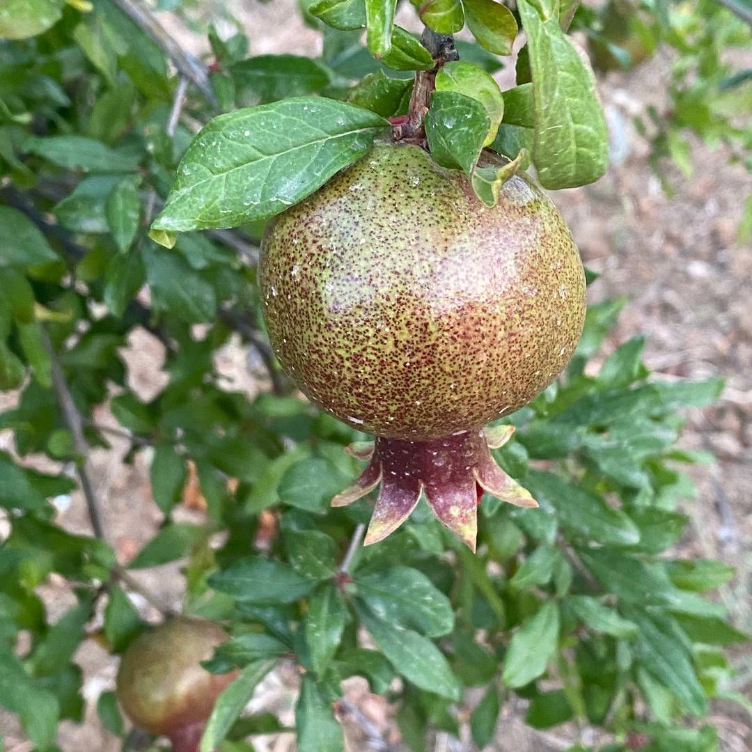pomegranate