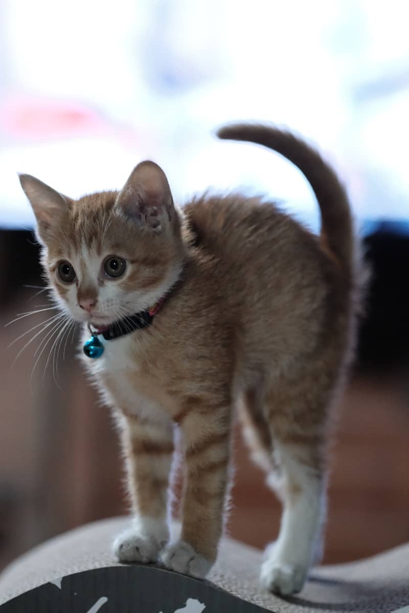 A small kitten standing on top of a chair