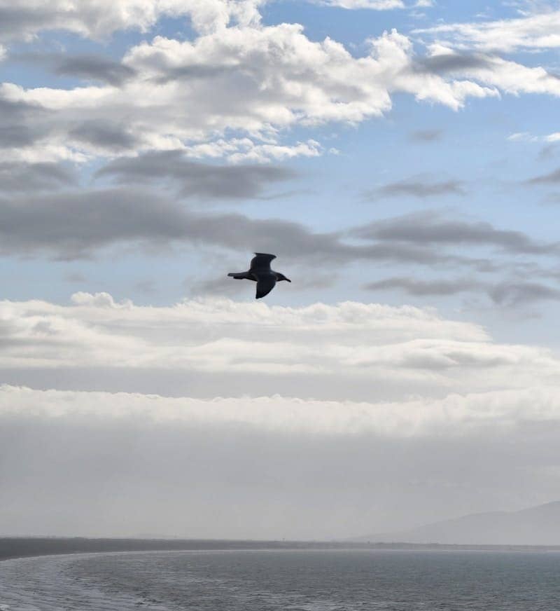 A bird flying over the ocean with houses in the background