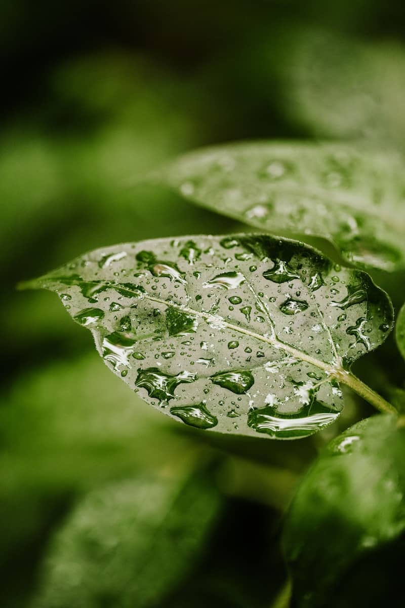 A green leaf with water droplets on it