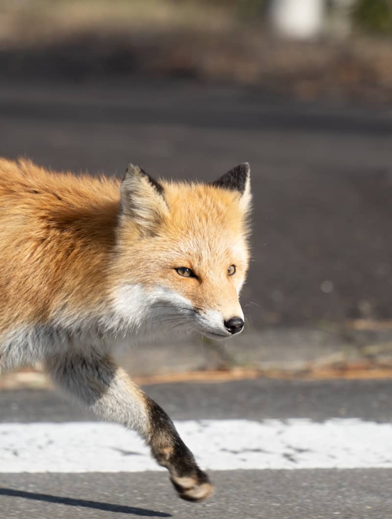 A red fox walking across a street.