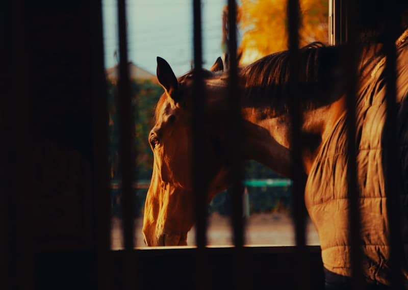 a brown horse standing next to a metal fence