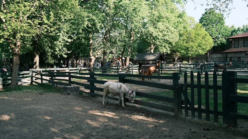 a couple of animals in a fenced in area