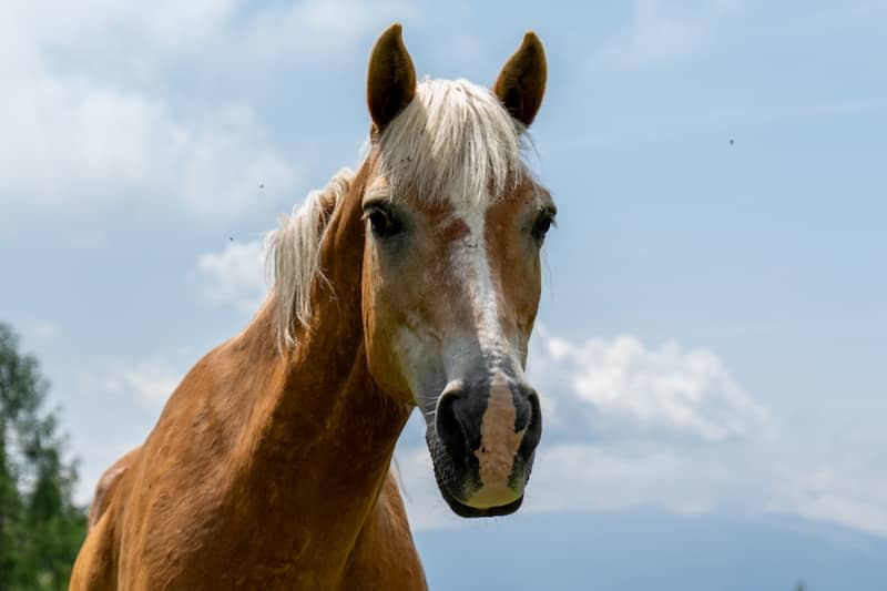 A light brown horse with a blonde mane looks forward.