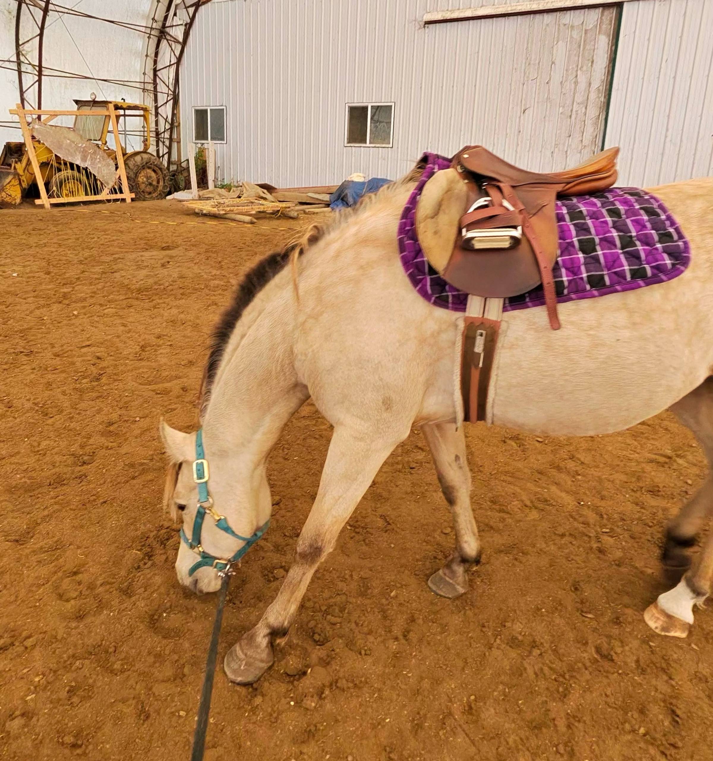 Author's horse, first time carrying a saddle