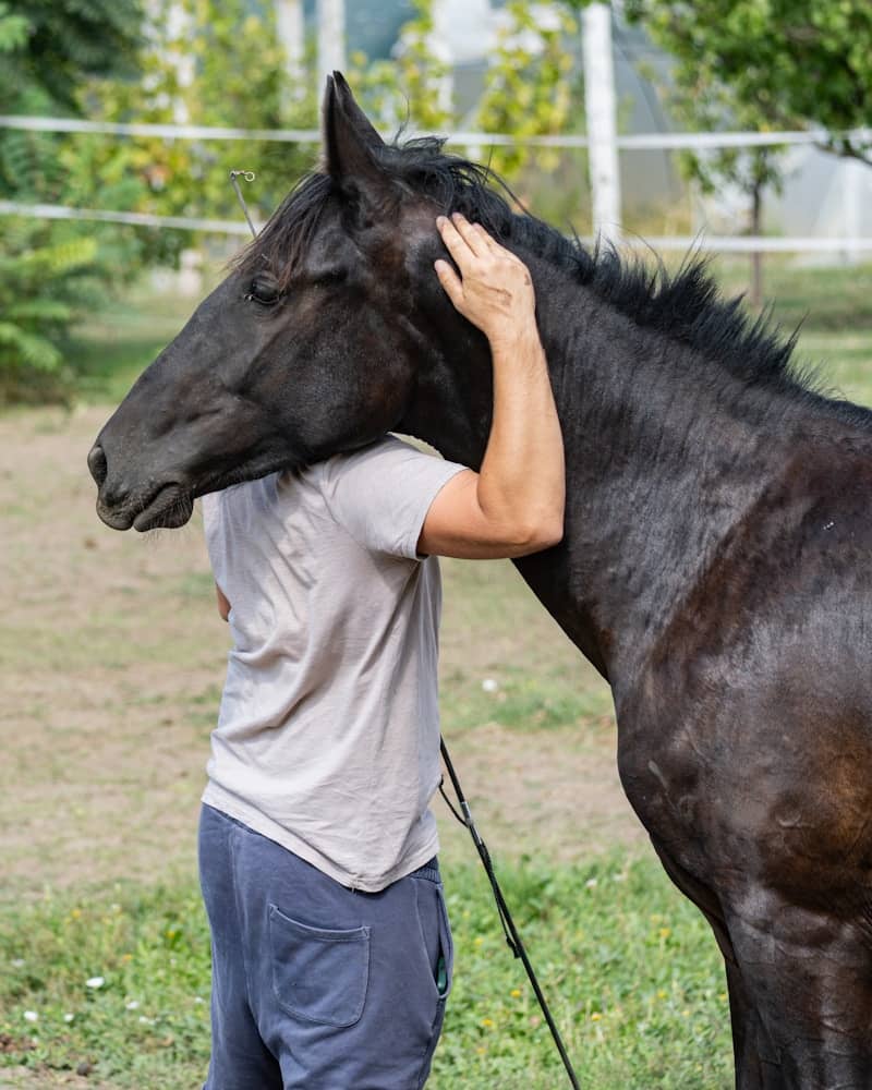Person petting a black horse in a field.