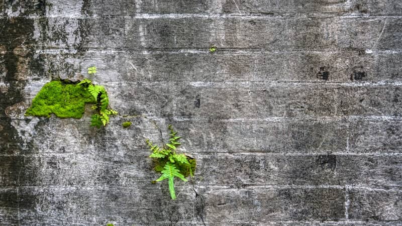 green plant on gray concrete wall