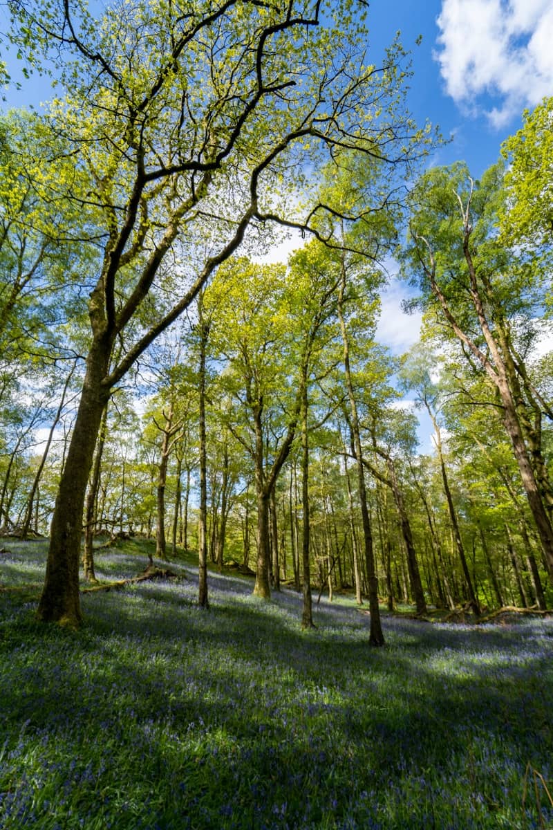 green trees on green grass field during daytime