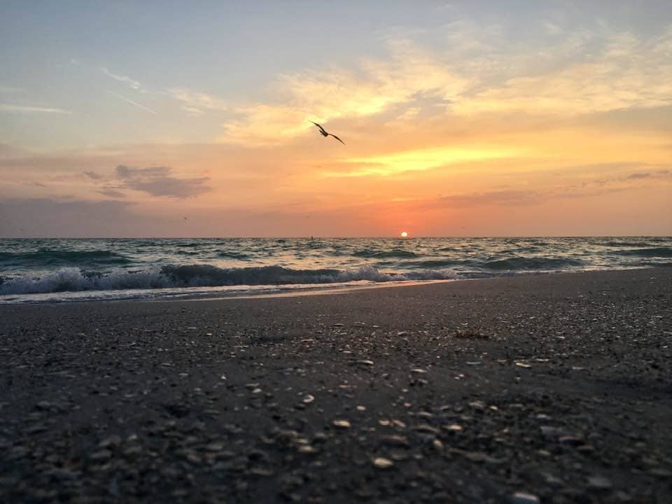 Sand beach at sunset with one seagull in the sky