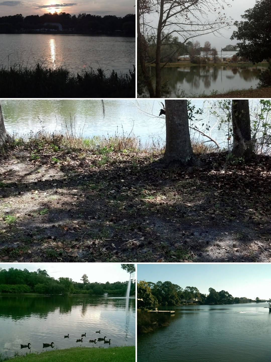 Back when I ventured alone for curiosity and solace, I took lots of photos. Now, I'm going to use some as a reference to try to paint! 
#naturephotography #naturepics #realphotos #nofilters #floridawoods