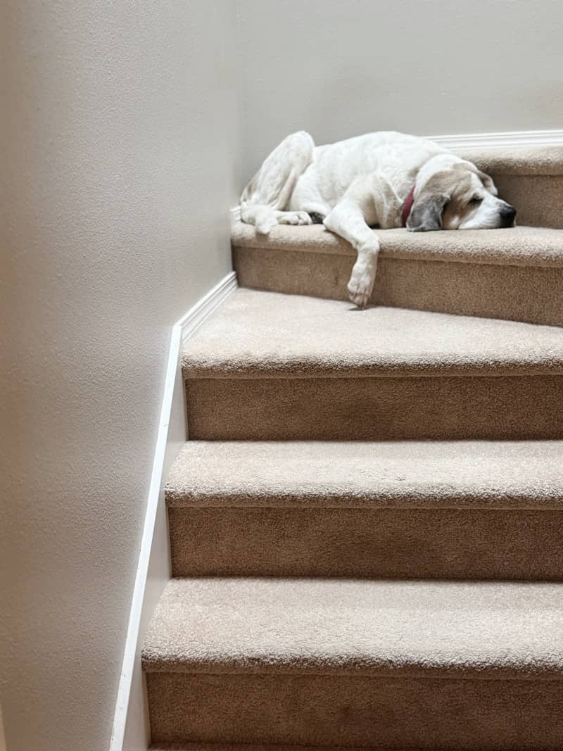 A dog is sleeping on a set of stairs