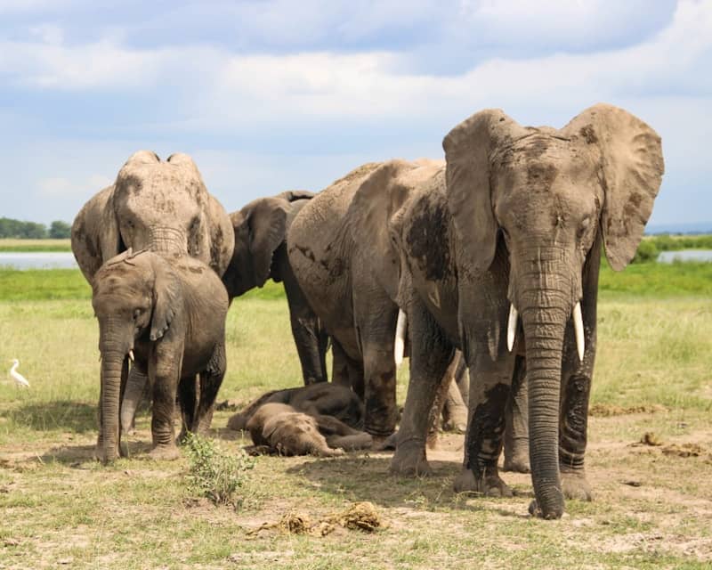 A herd of elephants standing on top of a grass covered field