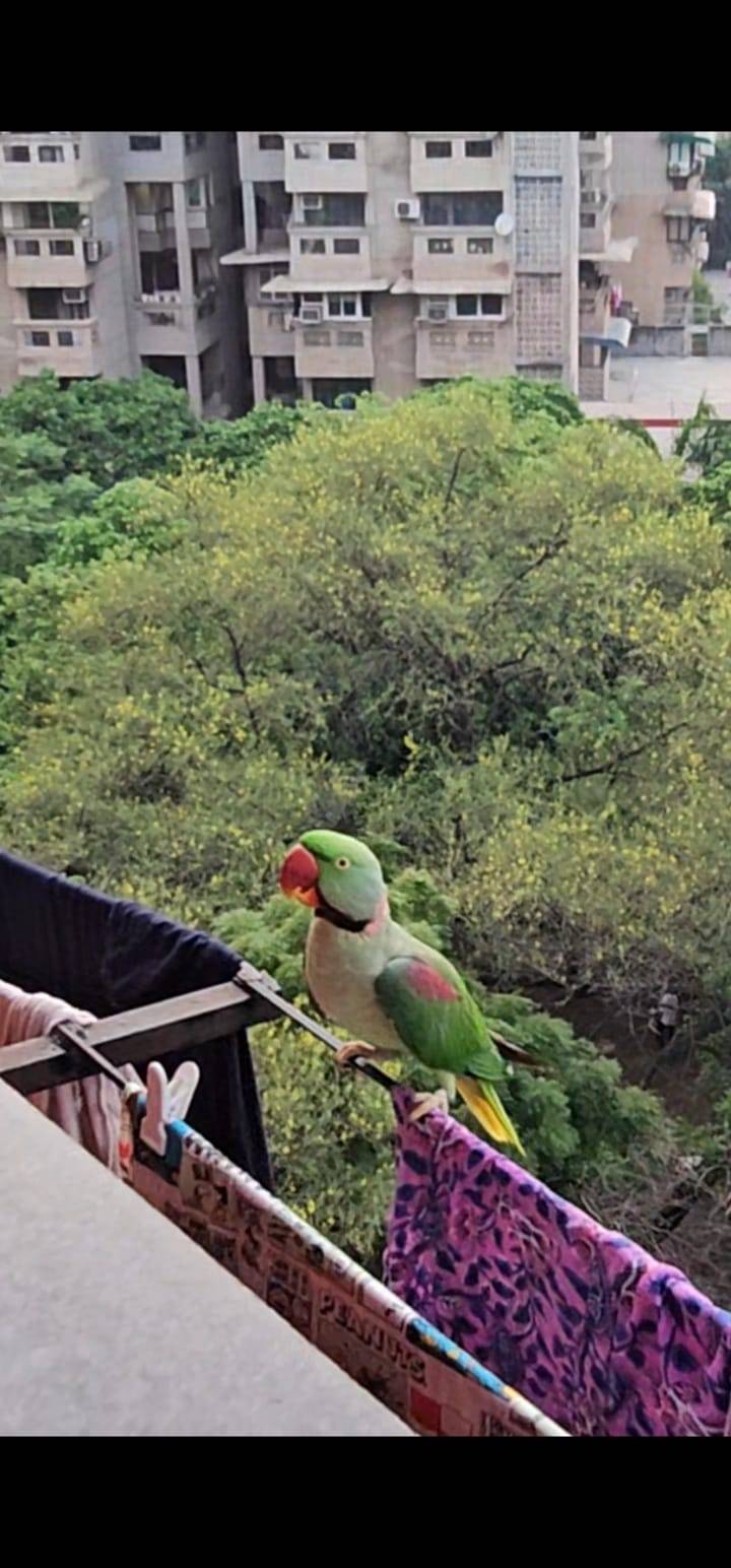 An Alexandrine Parakeet perched atop a clotheslines with trees and buildings in the background