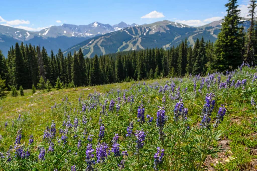 Where to Travel When the World Feels Like a Mess (Because It Kind of Is)  