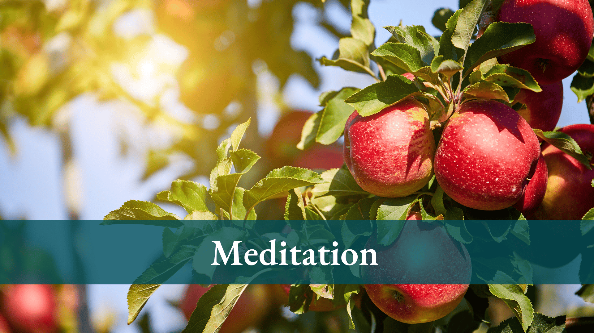 apple orchard with the title "Meditation" over top